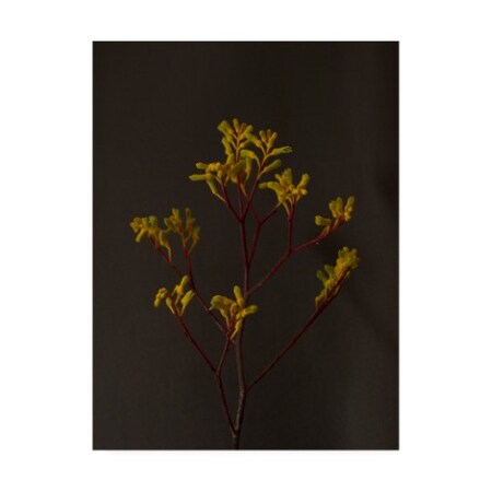 Trademark Fine Art Renee W. Stramel 'Dark & Dreamy IV' Canvas Art, 18x24 WAG15349-C1824GG
